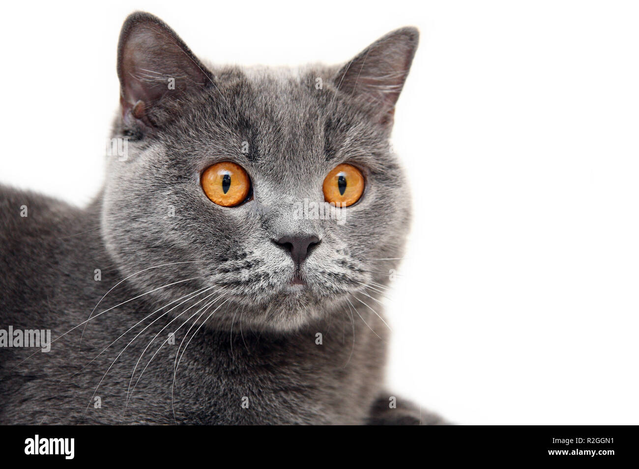 Portrait von blauen britischen Katze mit grosse orange Augen auf weißem  Hintergrund. Kopf eines britischen Katze mit orangefarbenen Augen schließen  Stockfotografie - Alamy