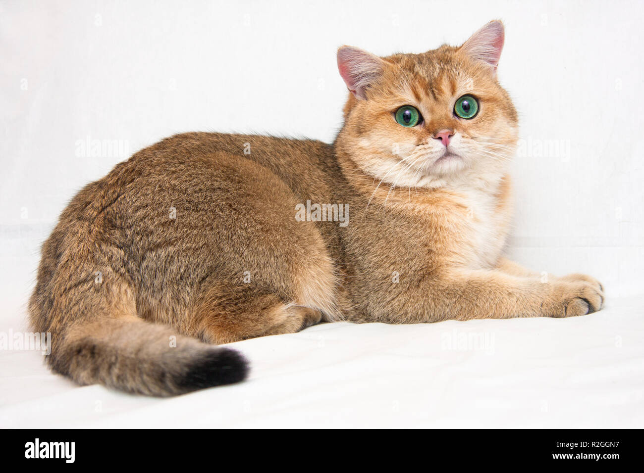 Eine große britische Katze getickt der goldenen Farbe mit großen grünen Augen und flauschigen Schwanz liegt auf einem hellen Hintergrund und sieht in die Kamera. Der Name der Katze Stockfoto