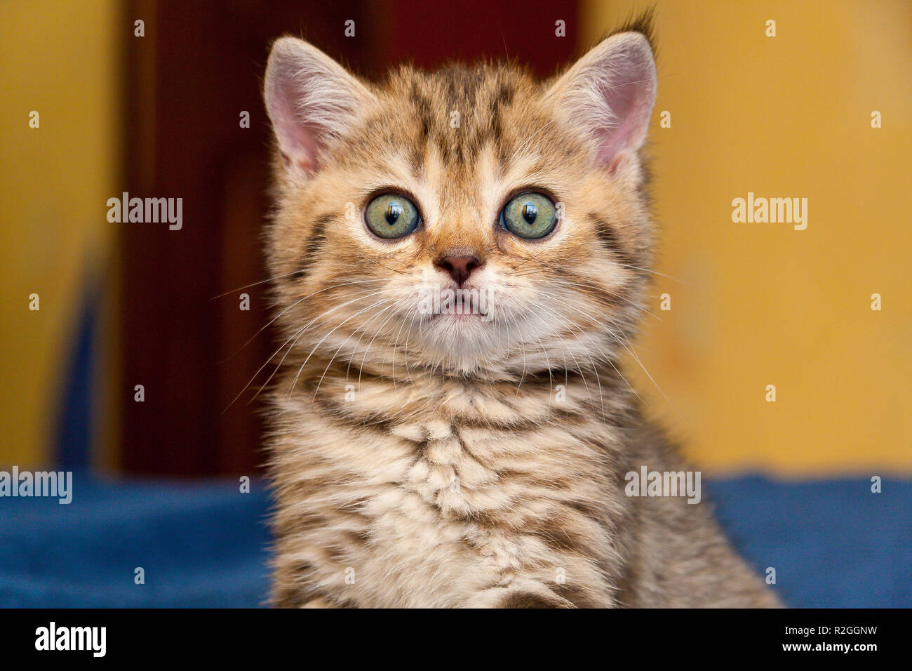 Lustige Briten kitten sucht in Überraschung an der Kamera, ein Porträt eines britischen Kätzchen close-up Stockfoto