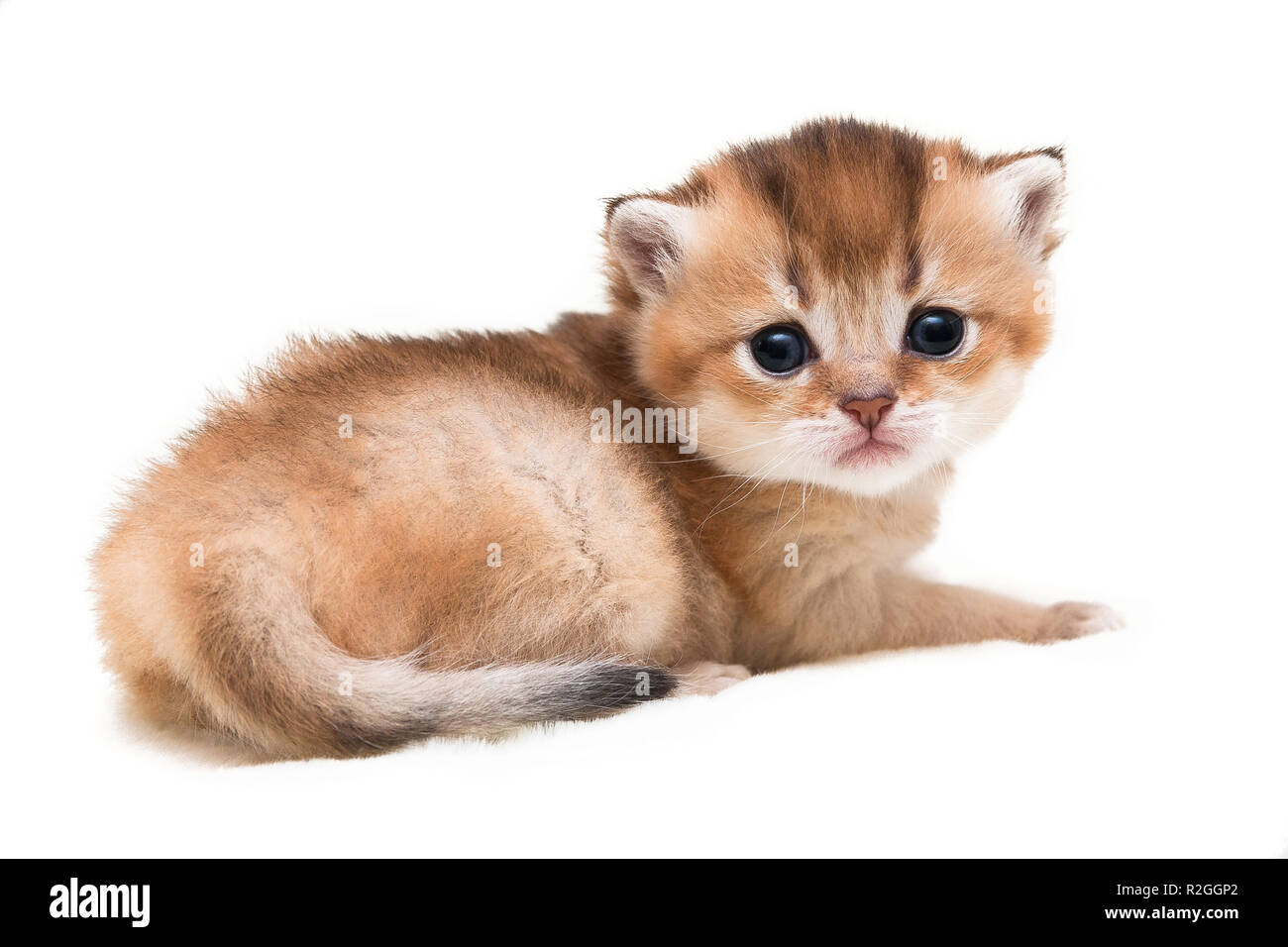 Sehr niedliches kleines Golden getickt Britische Katze schaut in die Kamera lag auf einem weißen Hintergrund isoliert, schneiden Sie eine kleine britische Kätzchen aus einem Weißen Stockfoto
