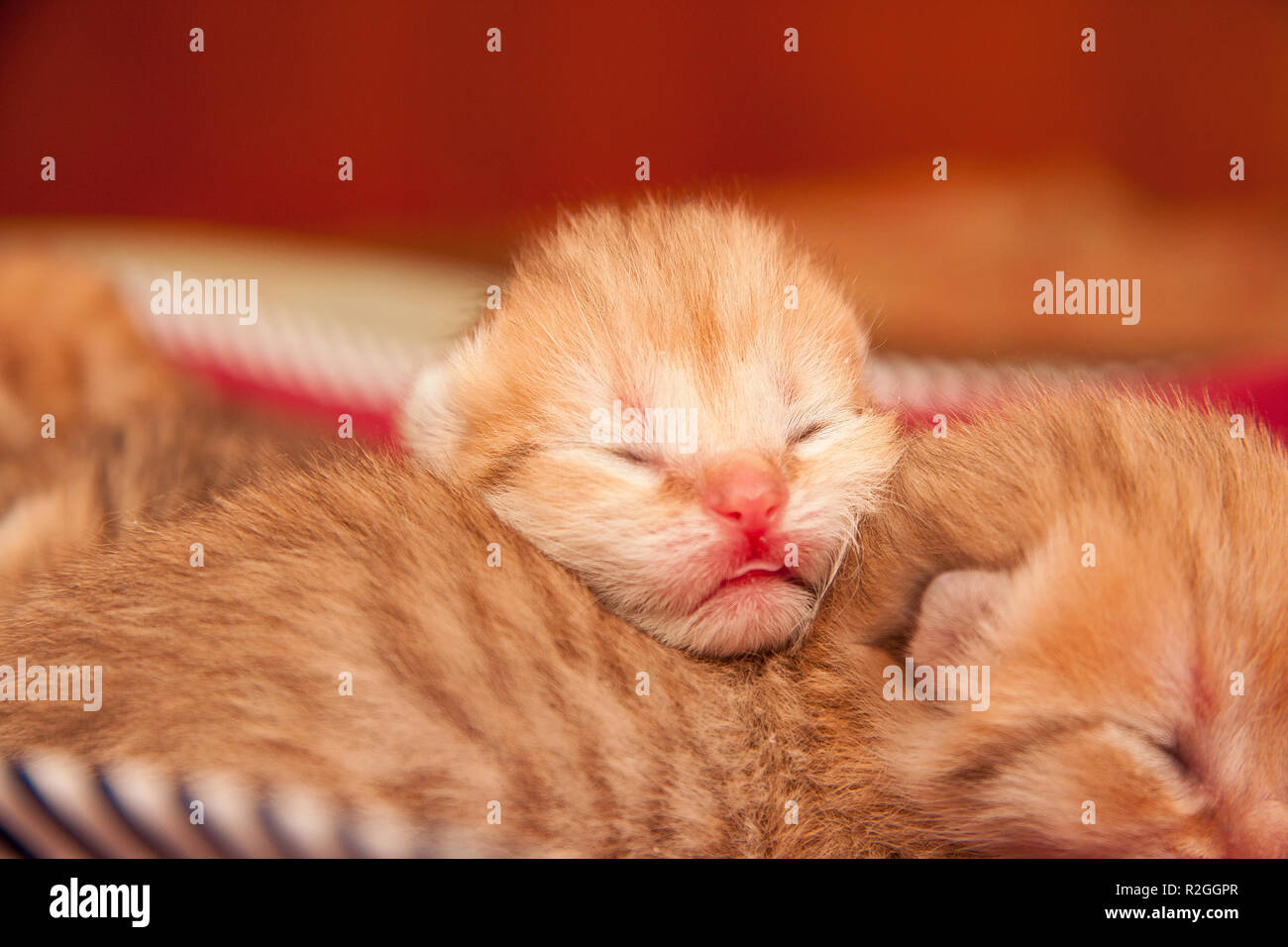 Der Kopf eines sehr kleinen Neugeborenen Golden Britisch Kitten mit ungeöffnete Augen nach der Geburt, eine rosa Nase und eine hervorstehende Spitze der Zunge liegt auf dem Rücken Stockfoto