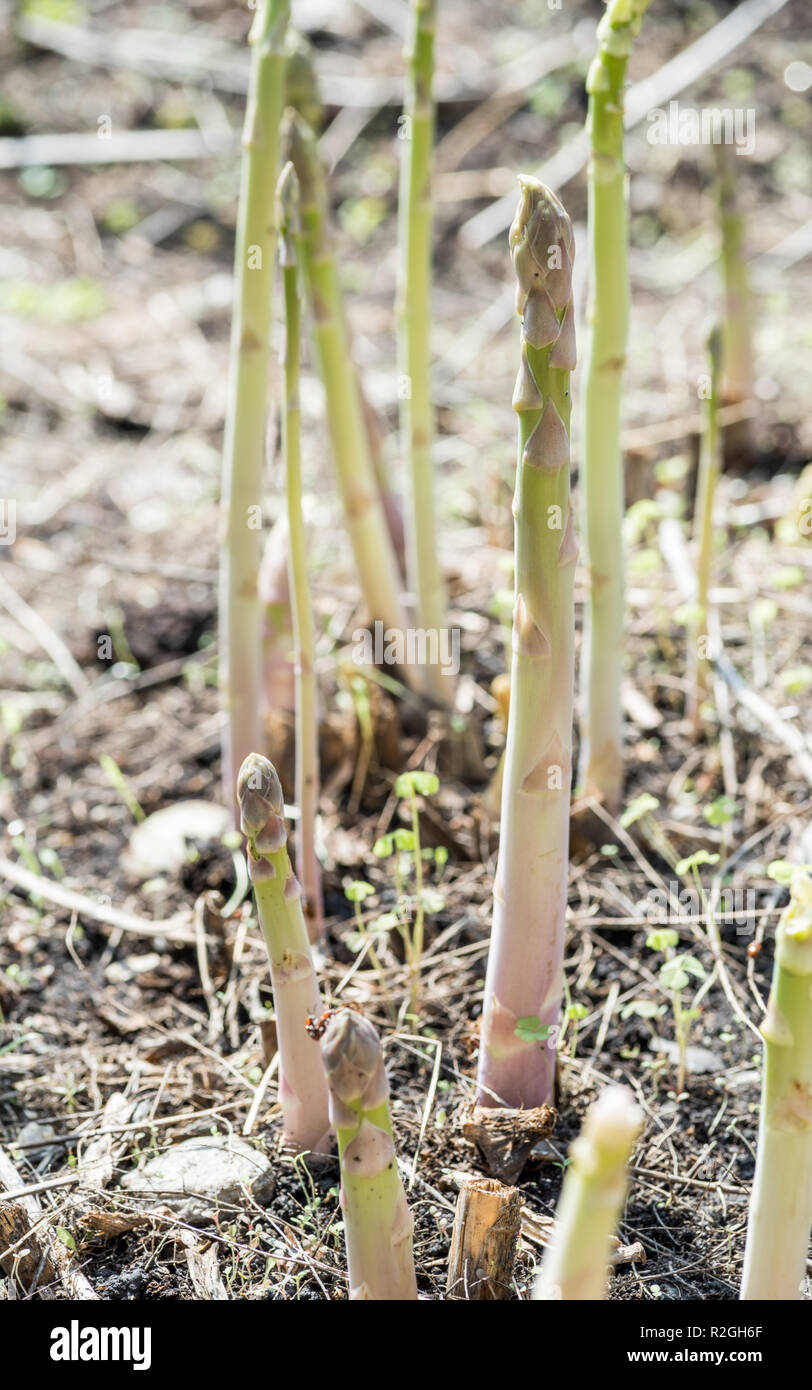 Weisser Spargel Im Garten Wachst Stockfoto Bild 225328839 Alamy
