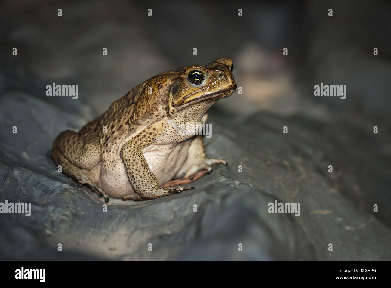 Eine Rohrkröte in den Regenwäldern bei Kuranda, Queensland. Die in Mittel- und Südamerika beheimatet Rohrkröten sind eine schädliche invasive Spezies in Australien. Stockfoto