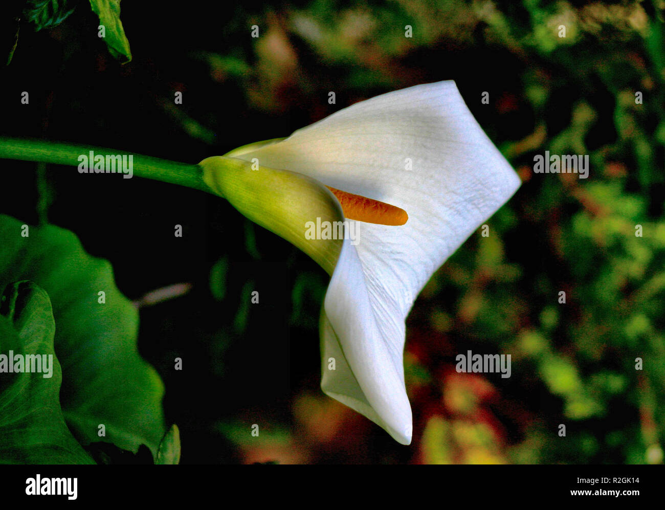 Calla Stockfoto