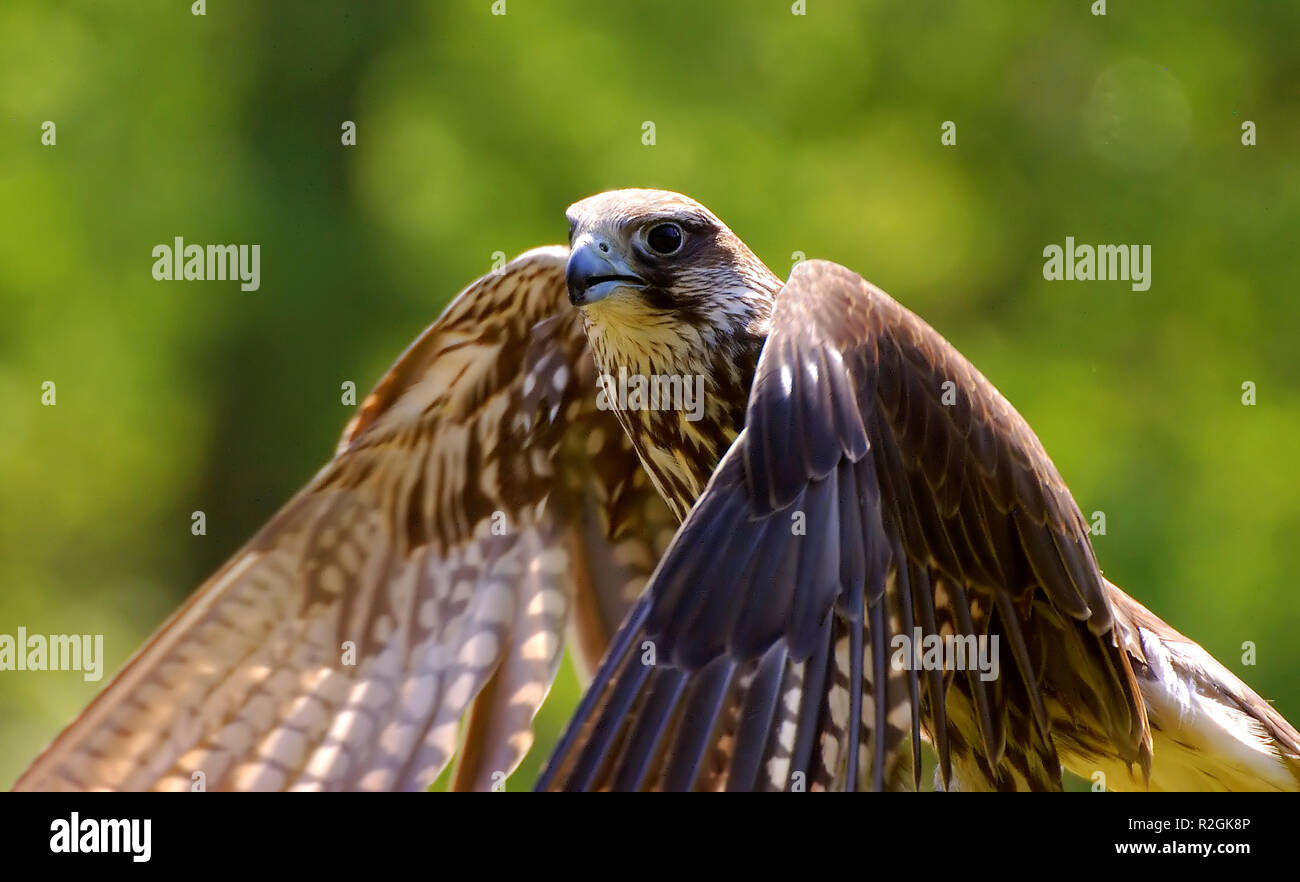 bereit für den Start Stockfoto