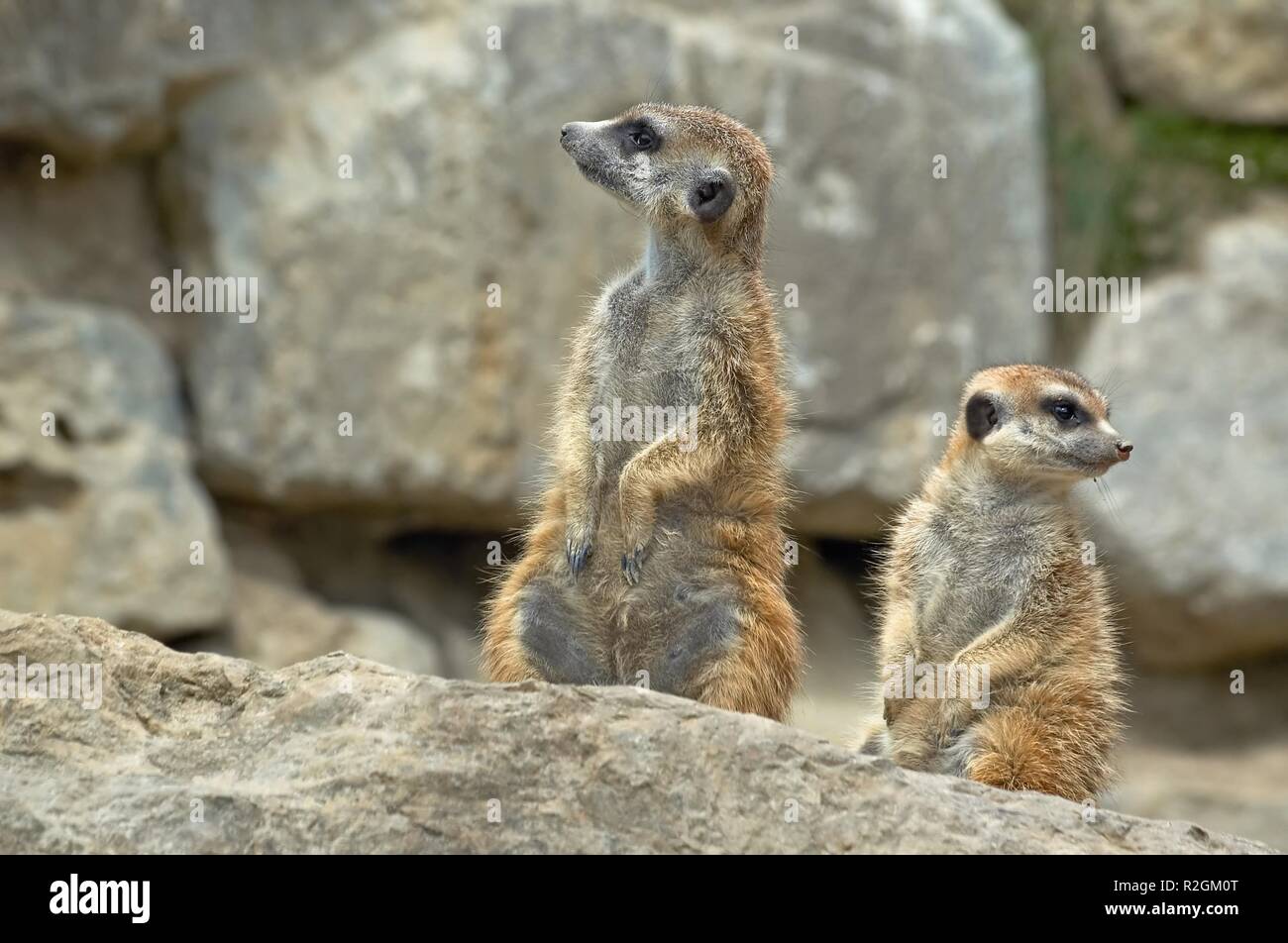 Laurel und Hardy Stockfoto