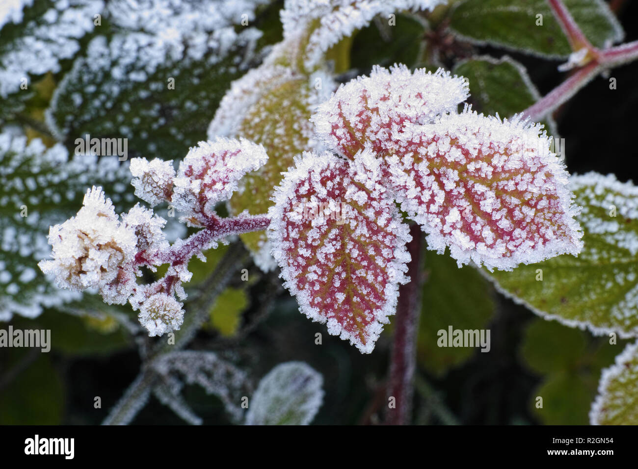 Blätter mit Eis Blumen Stockfotografie - Alamy