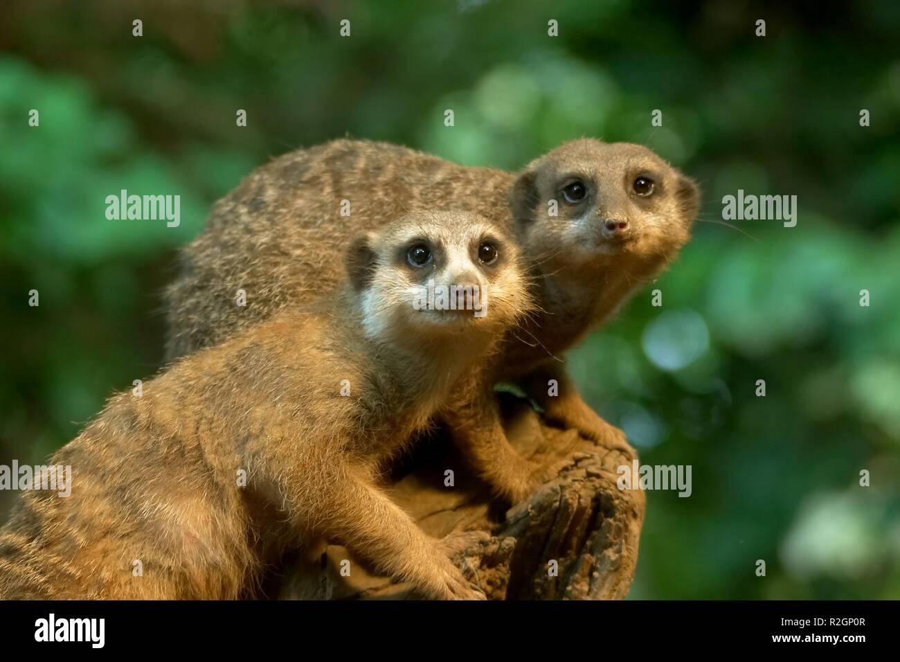 Erdmännchen ii. Stockfoto Erdmännchen ii. Stockfoto