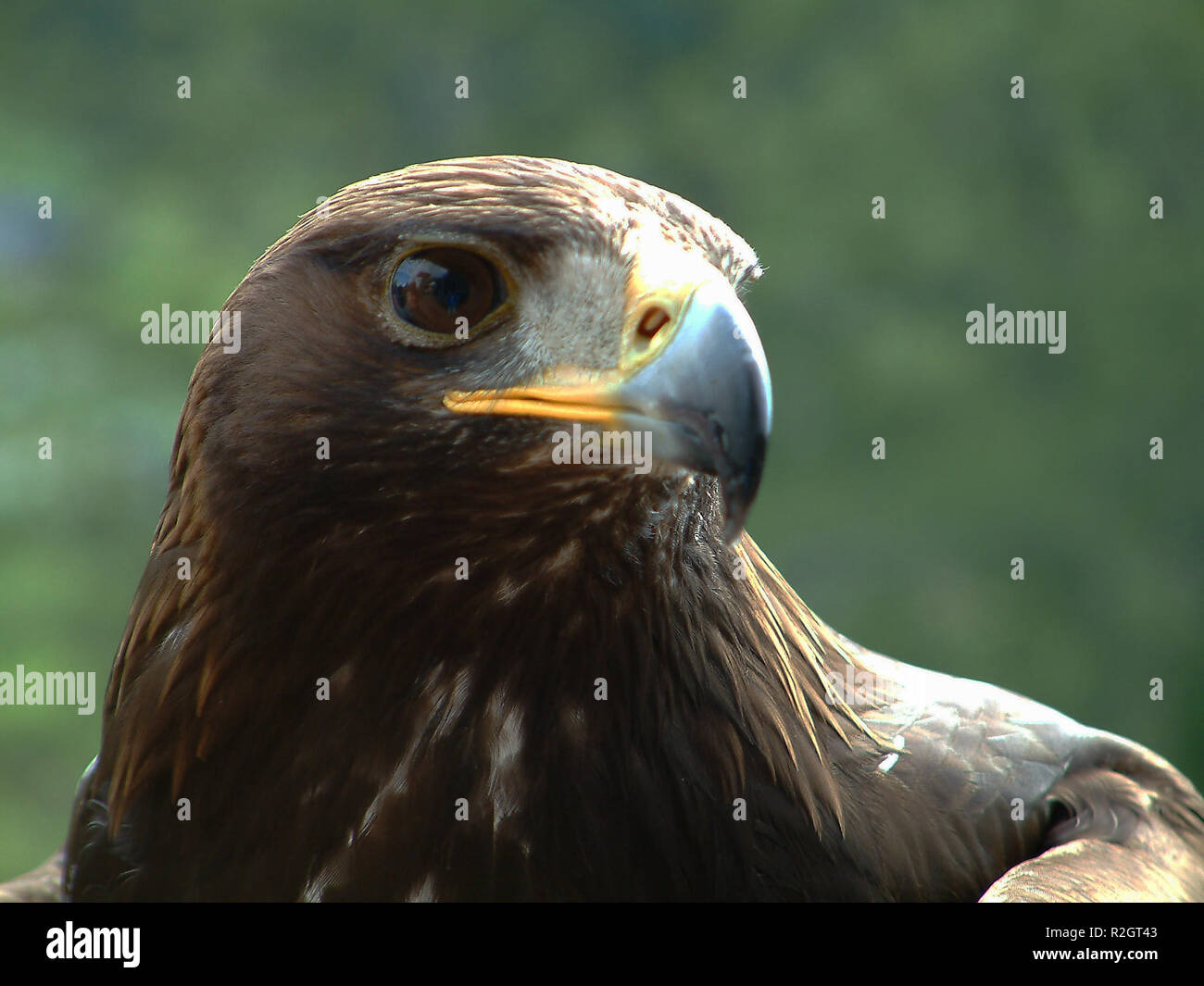 Golden Eagle-2 Stockfoto