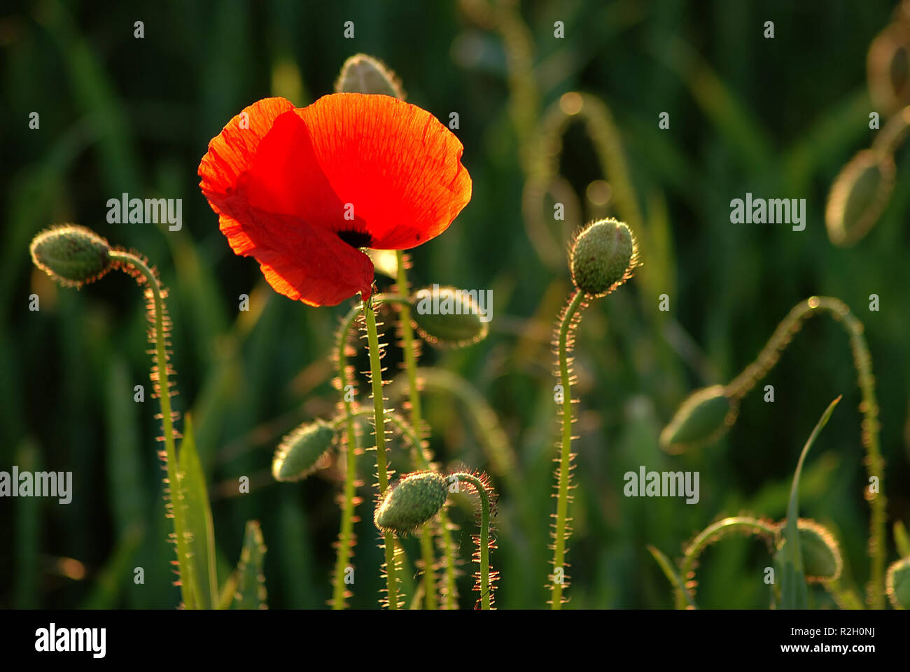 ein Tag geht zu Ende Stockfoto