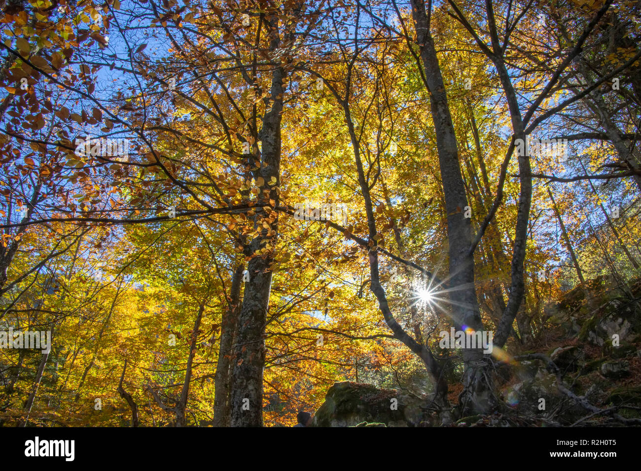 Die Strahlen der Sonne des Lichtes durch die Äste der Bäume in den Wald. Litochoro. Griechenland Stockfoto