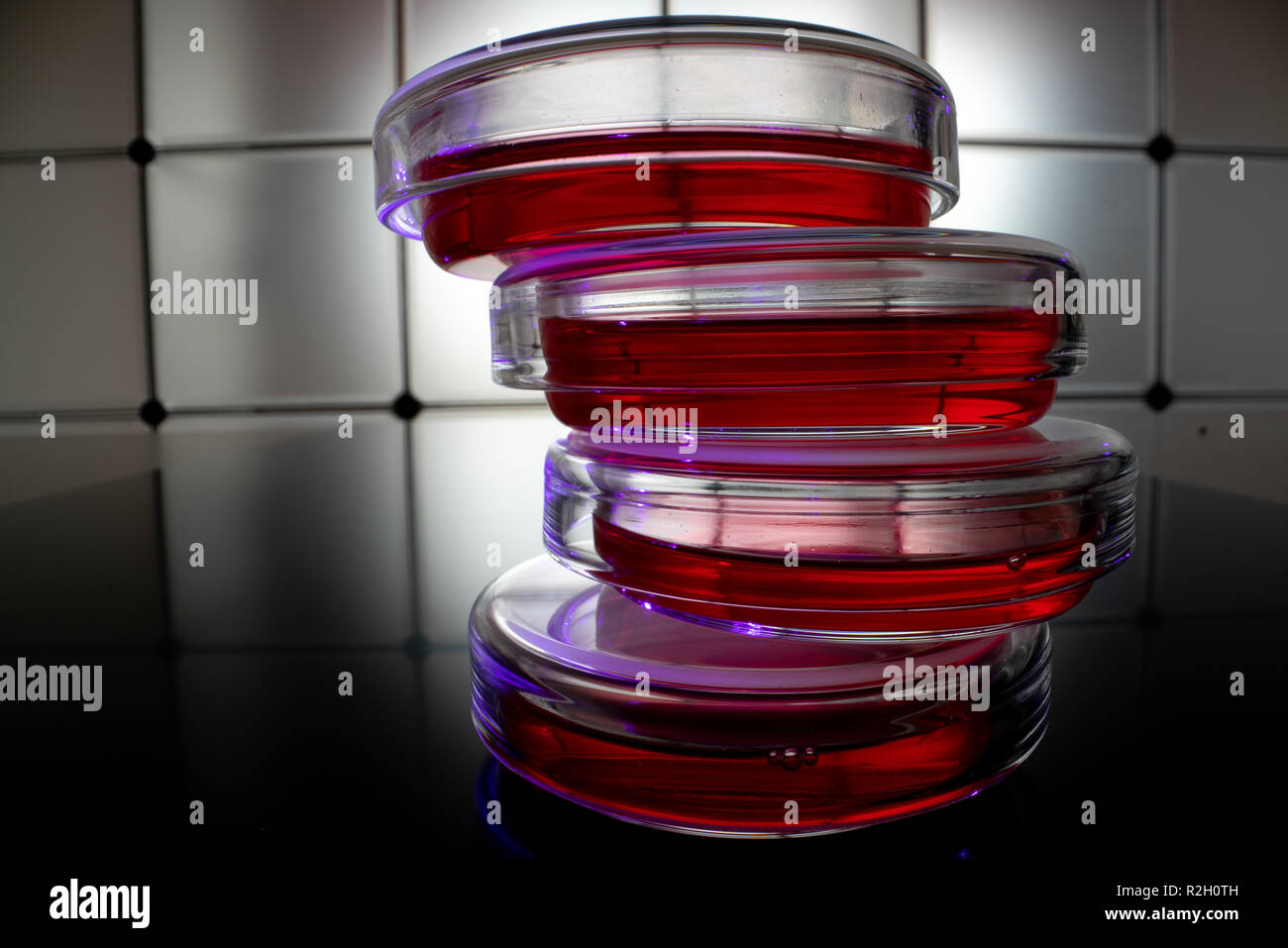 Gatuida 10x Petrischalen Aus Glas Mit Deckel – 7cm, Für Agar, Mikrobiologie, Labor