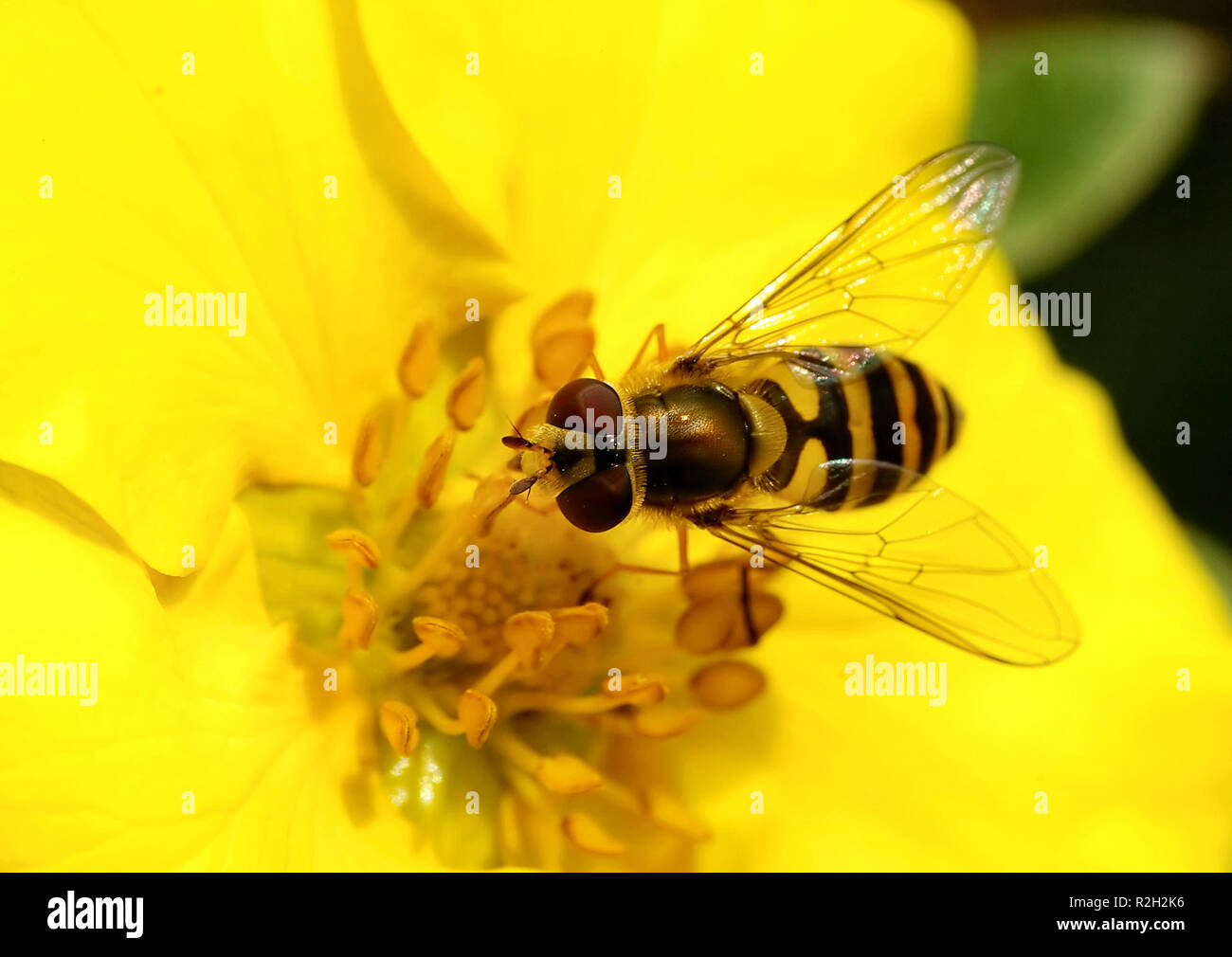 Lecker Stockfoto