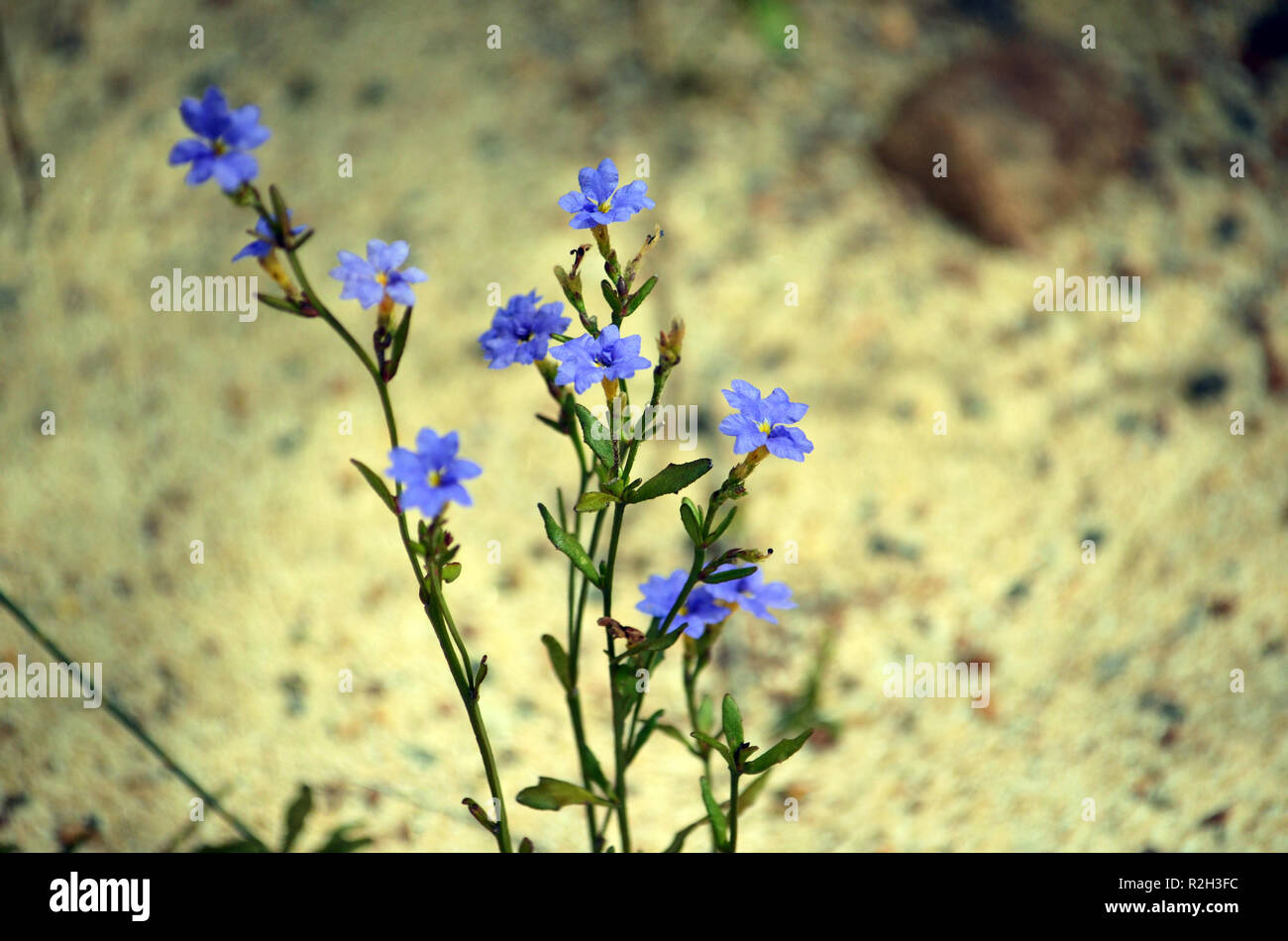 Australian native Blue Dampiera Blumen, Dampiera stricta, Familie Goodeniaceae. Herbst, Frühling, Sommer blühen, Royal National Park, NSW, Australien Stockfoto