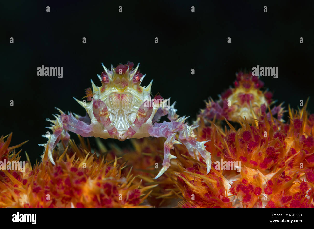 Hoplophrys ist eine monotypische Gattung von Krabben in der Familie Epialtidae. Es wird auch als die Süßigkeit Krabben, Weichkorallen Oates's Crab bekannt Stockfoto