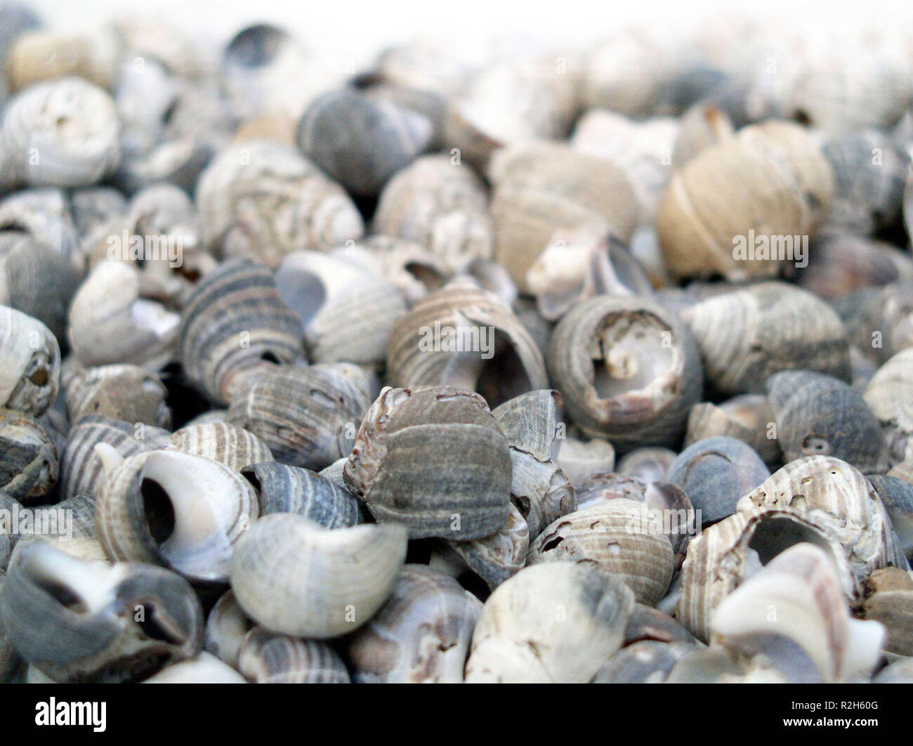 Schnecken Häuser Stockfoto