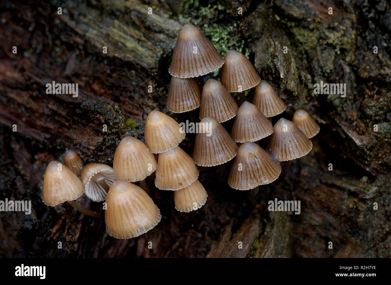 Pilz Pyramide Stockfoto