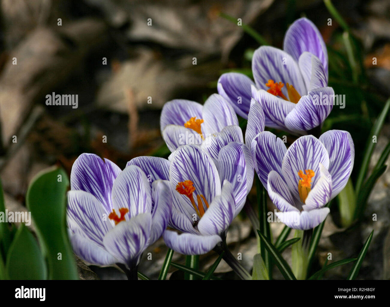 Gestreifte Krokus Stockfoto