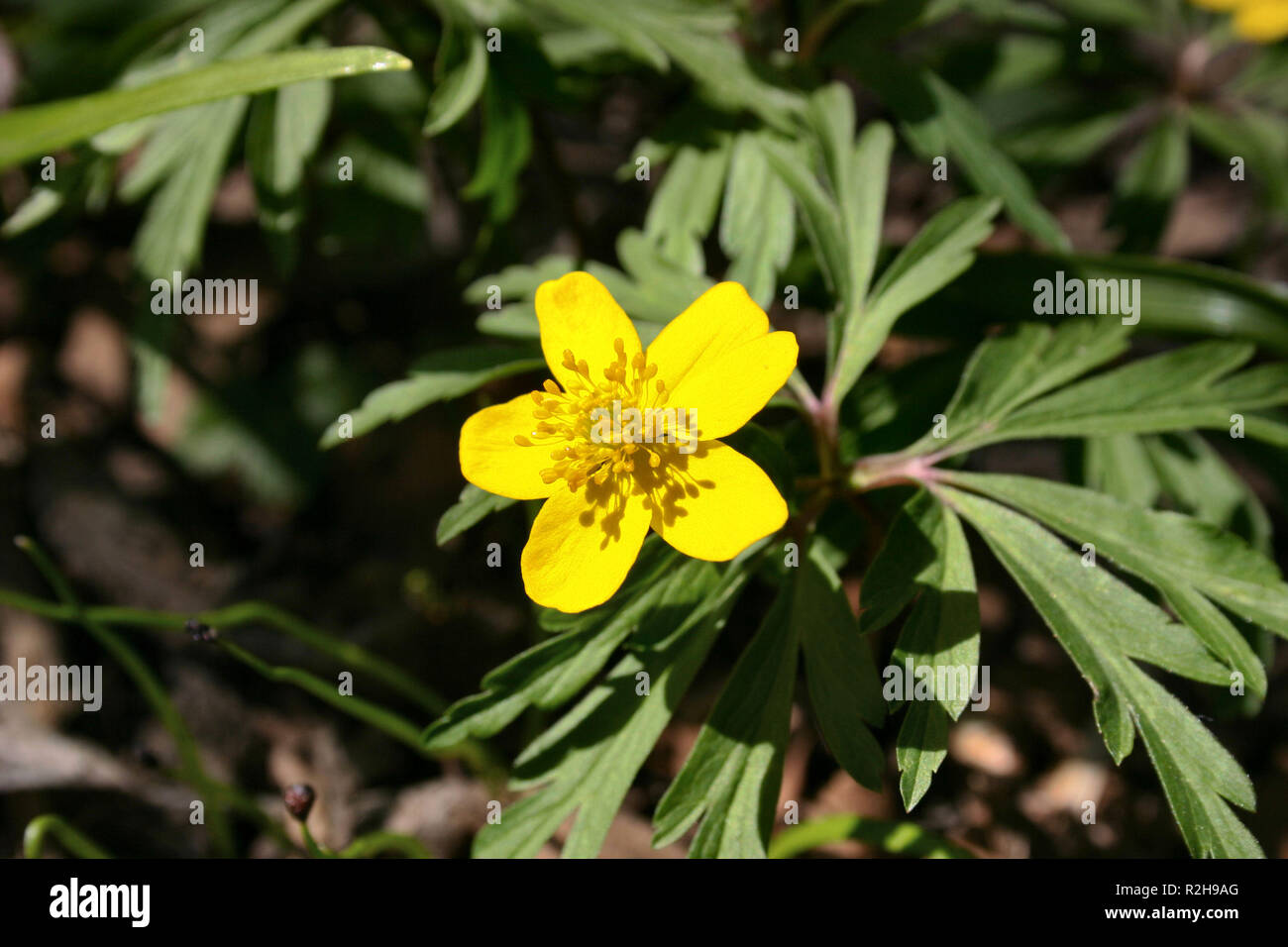 Gelbe Anemone 1. Stockfoto