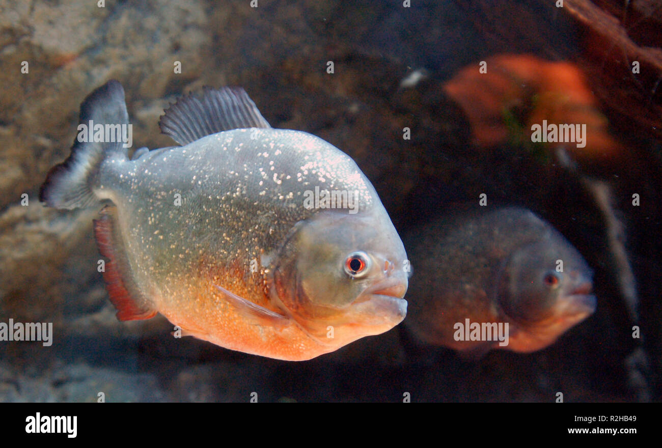 Piranha amazon Stockfoto