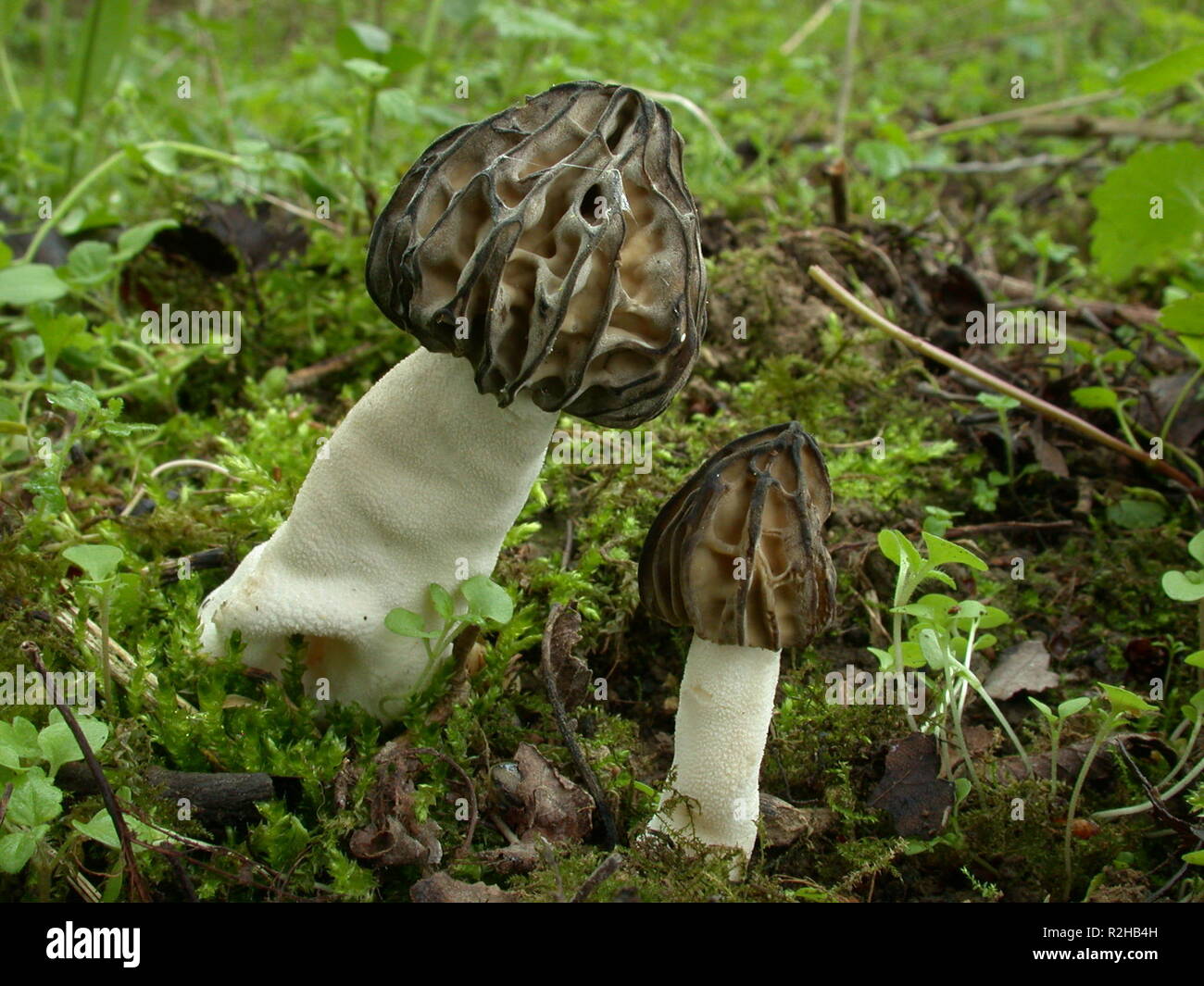 KÃ¤ppchenmorchel Stockfoto