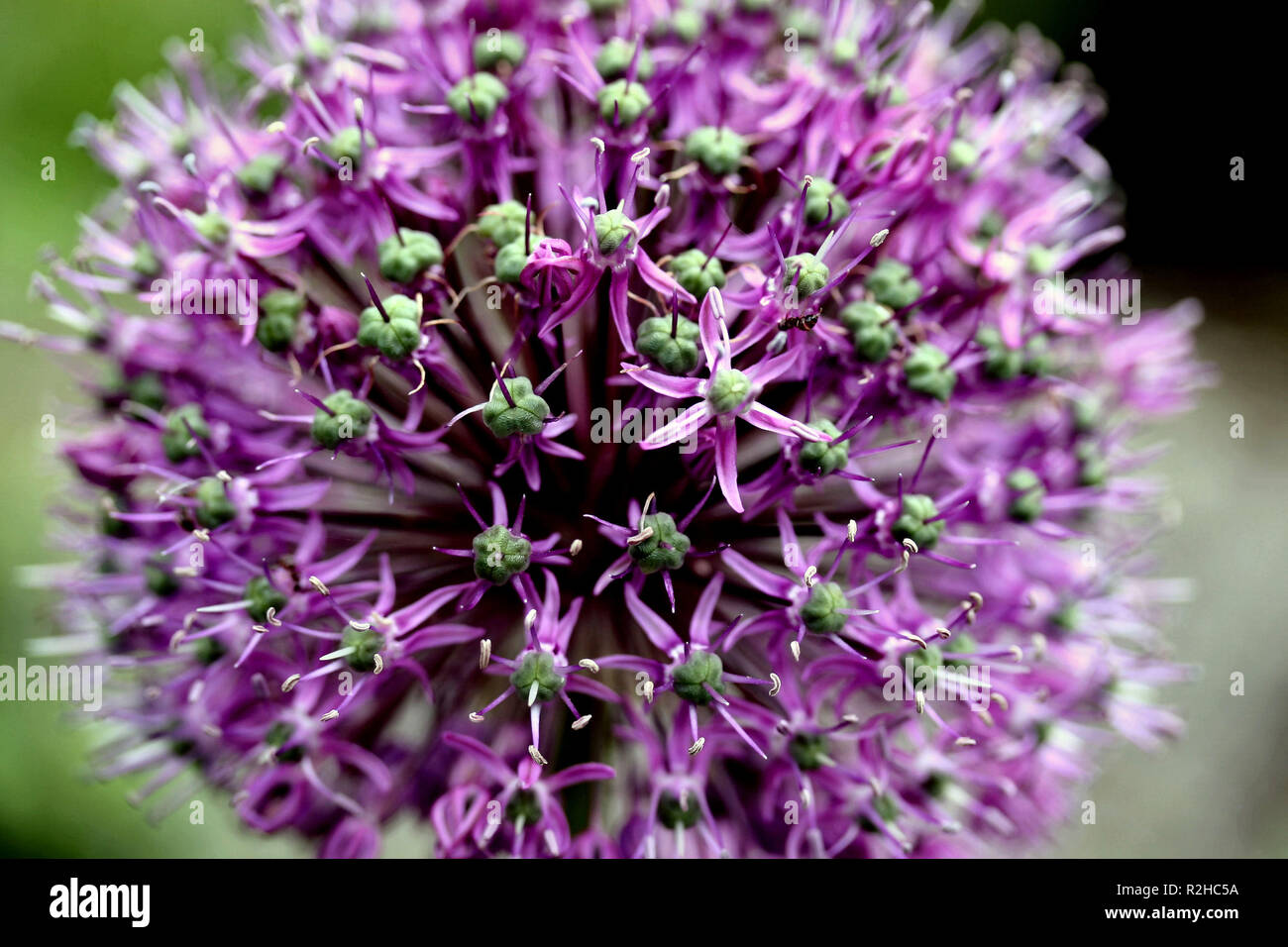Allium aflatum Stockfoto