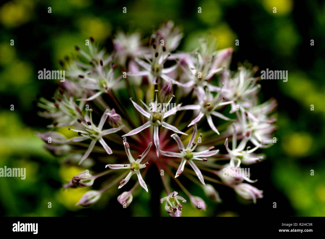 Allium Stockfoto