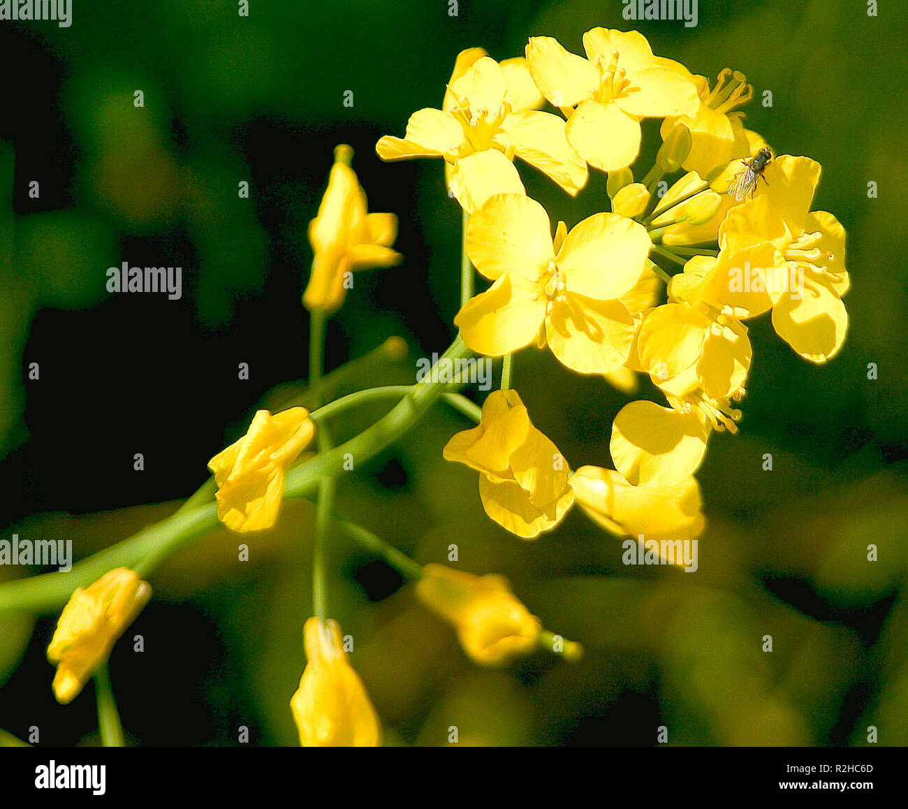 Raps detail -Fotos und -Bildmaterial in hoher Auflösung – Alamy