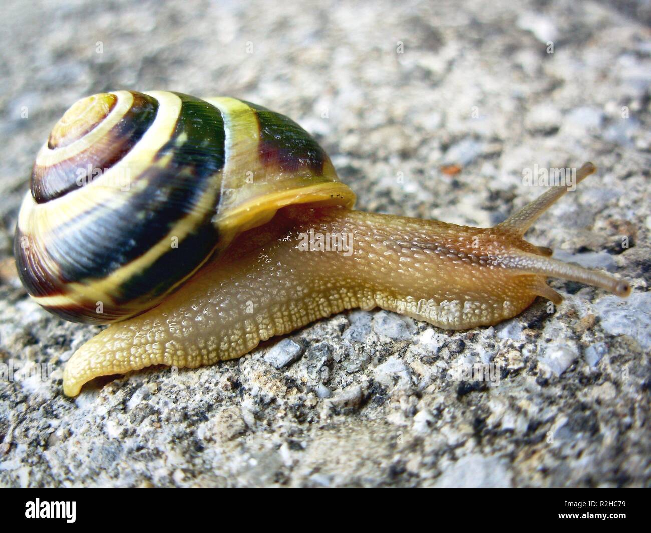 Kalkgeha verwenden Fotos und Bildmaterial in hoher Auflösung Alamy