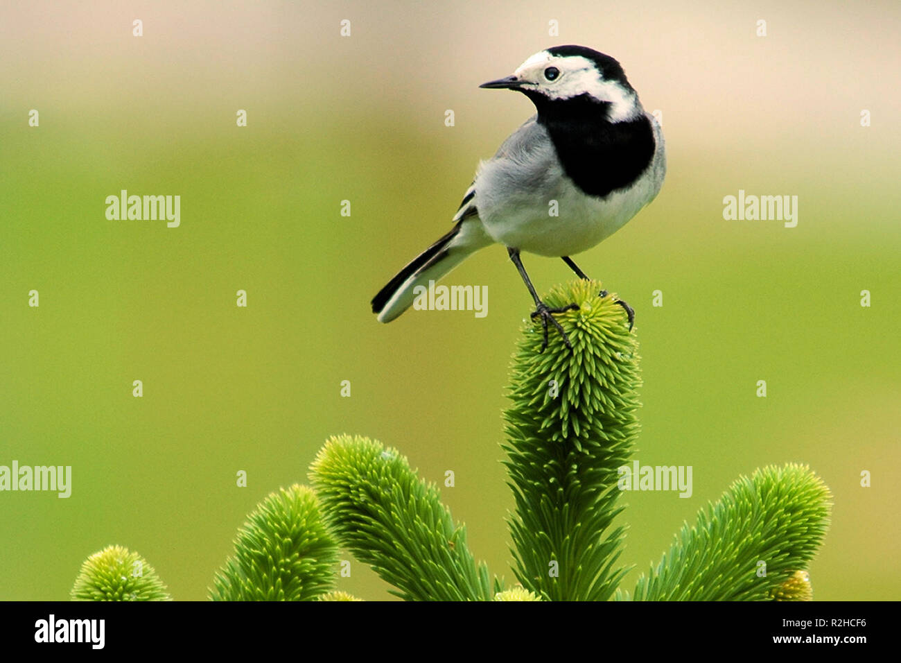 Bachstelze Stockfoto