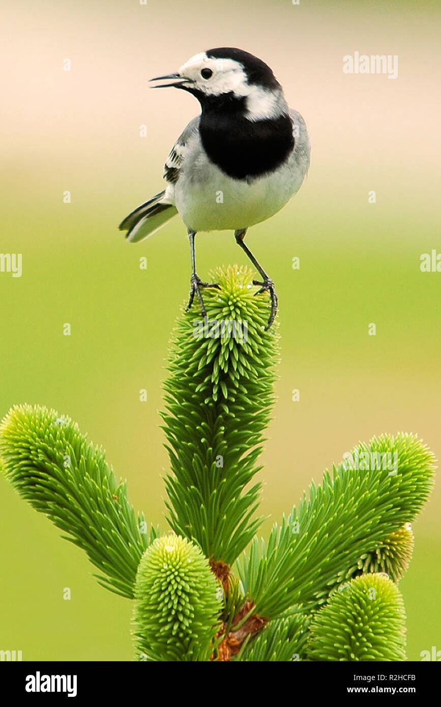 Bachstelze ii. Stockfoto