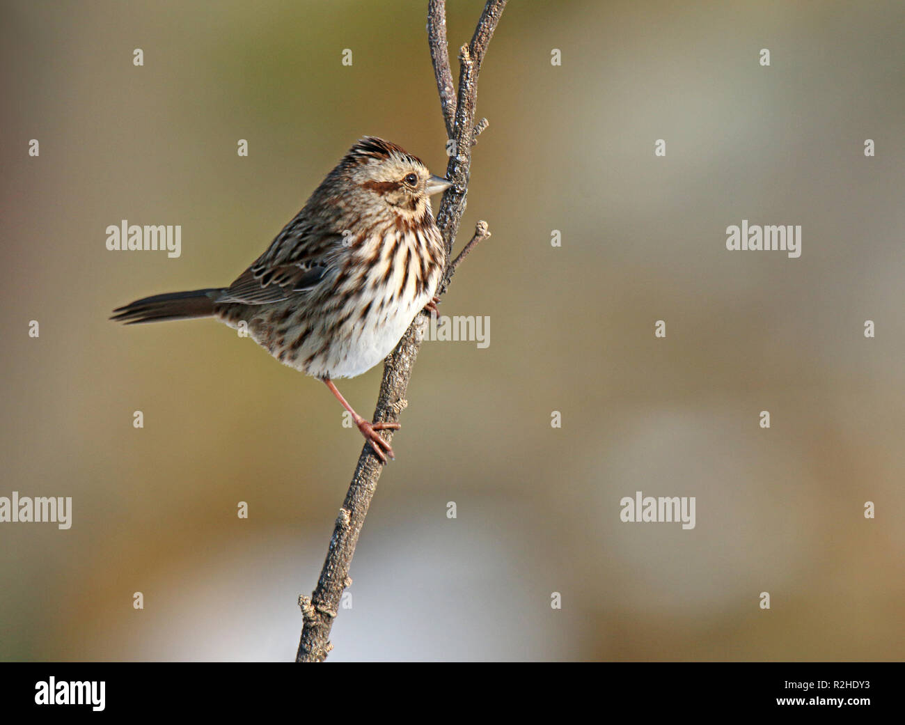 Song sparrow thront auf Zweig Stockfoto