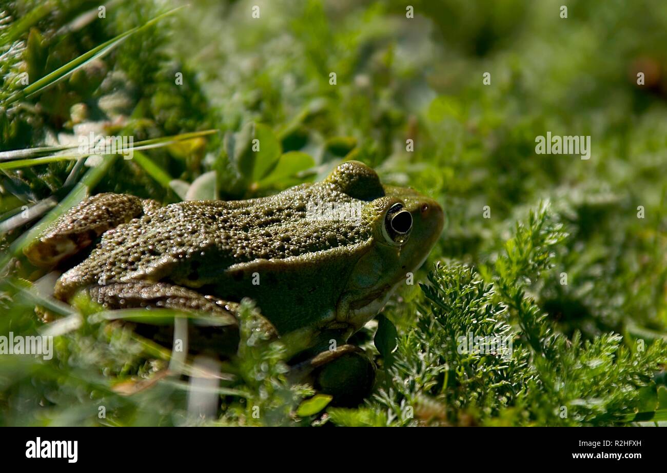 Froggi die Frogger Stockfoto