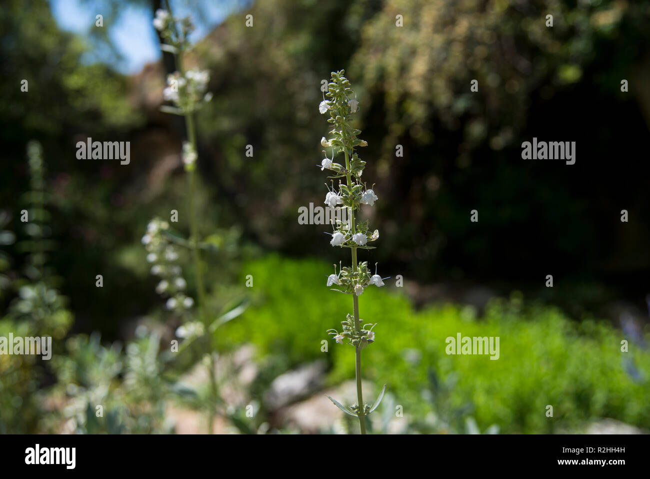 Frühling in der Wüste, Phoenix, Arizona Stockfoto