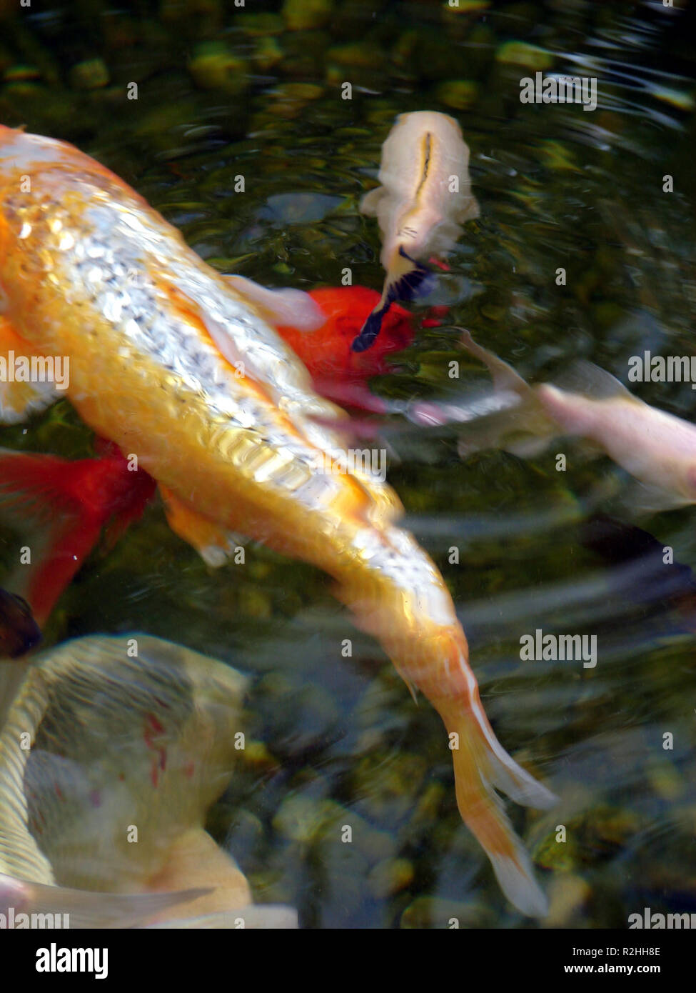 Kois teich Fotos und Bildmaterial in hoher Auflösung Alamy