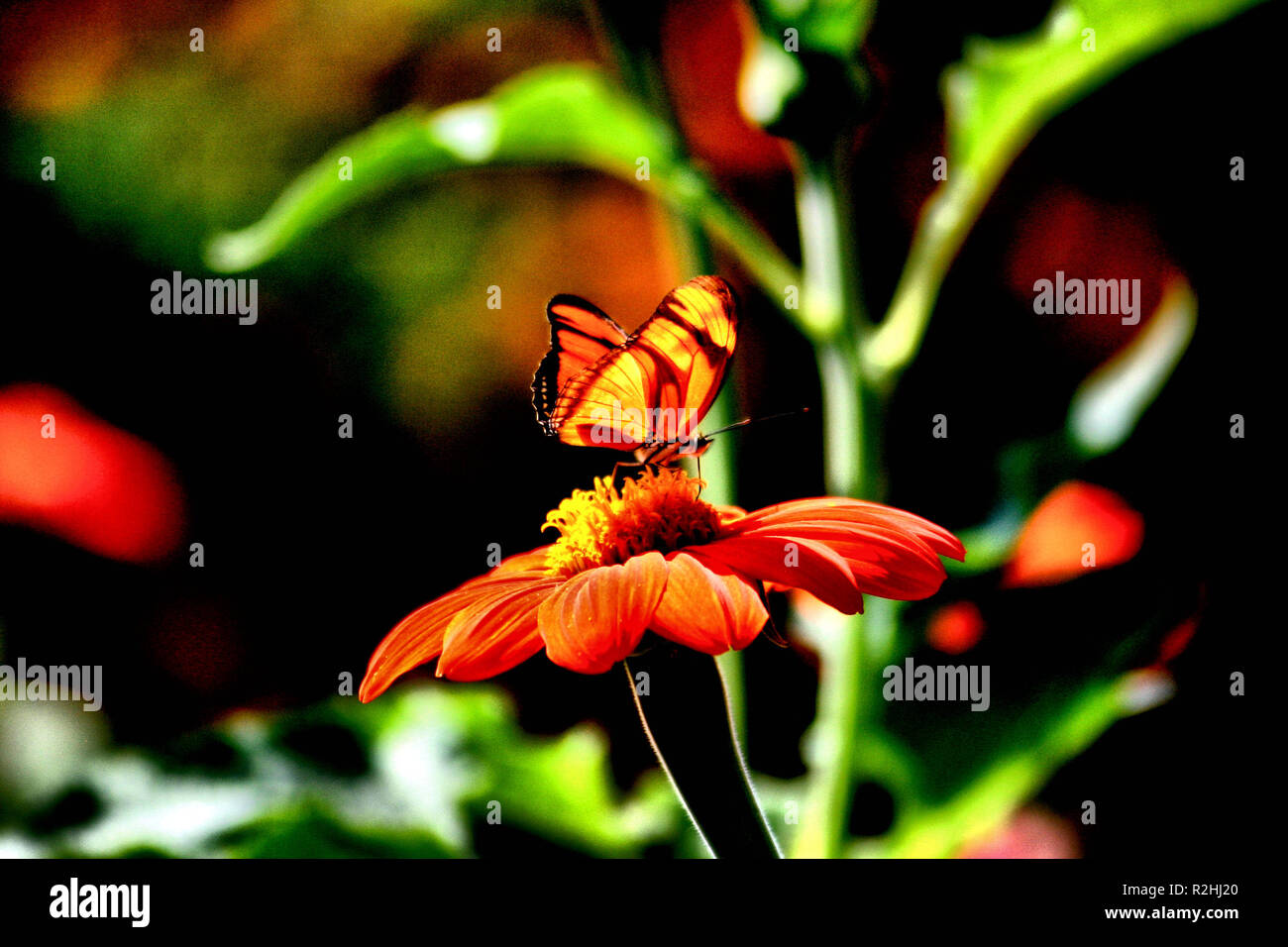 Auf nektarsuche in fremden Gärten Stockfoto