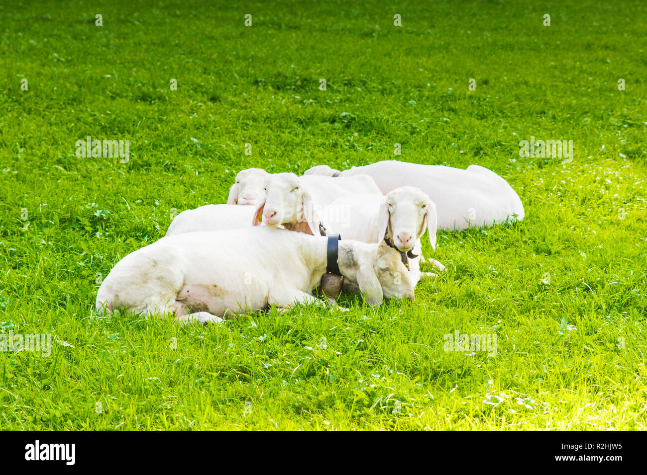 Mehrere Schaf liegend in grüne Felder Stockfoto