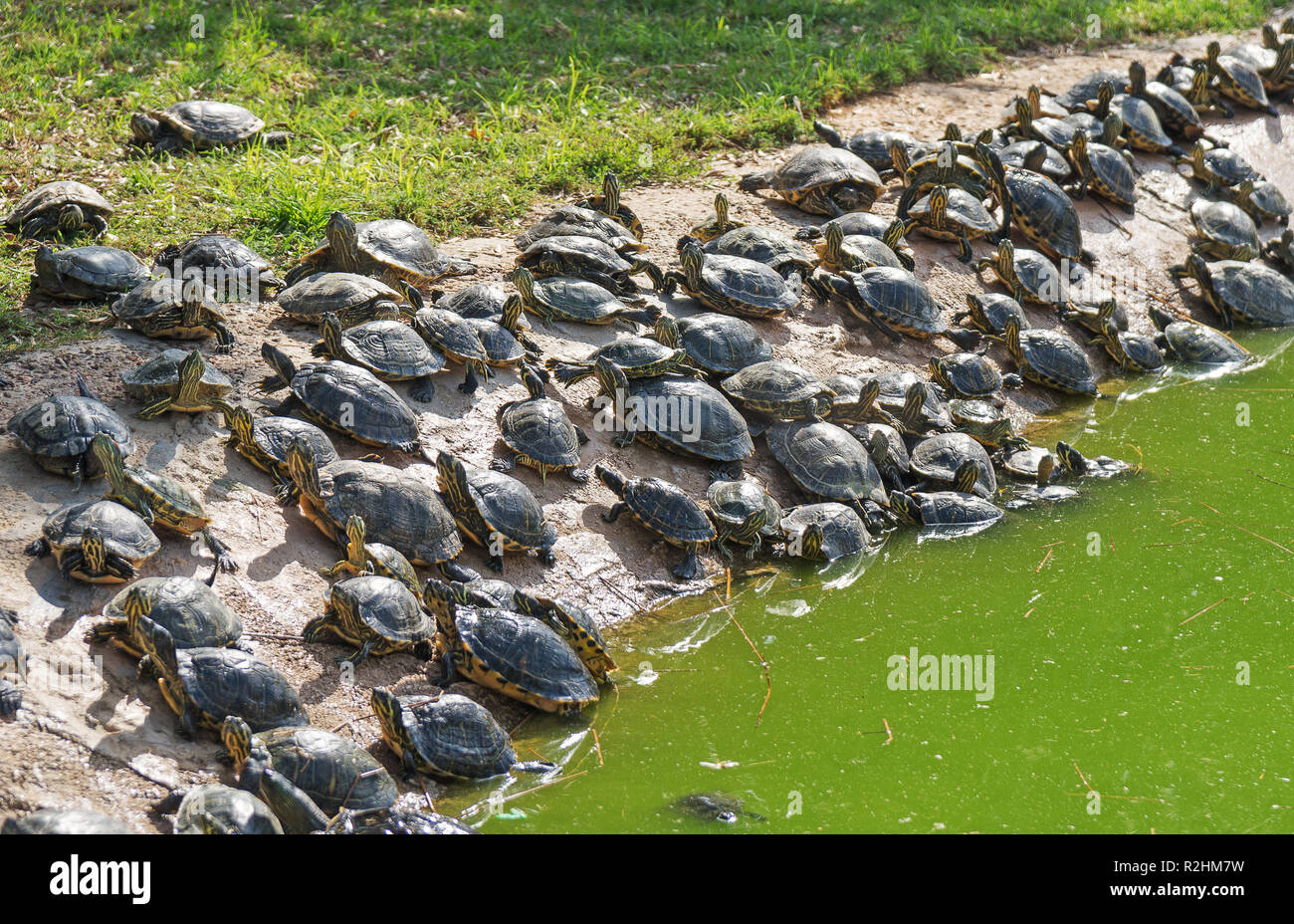 Viele Schildkröten Sonnenbaden auf dem Teich entfernt. Stockfoto