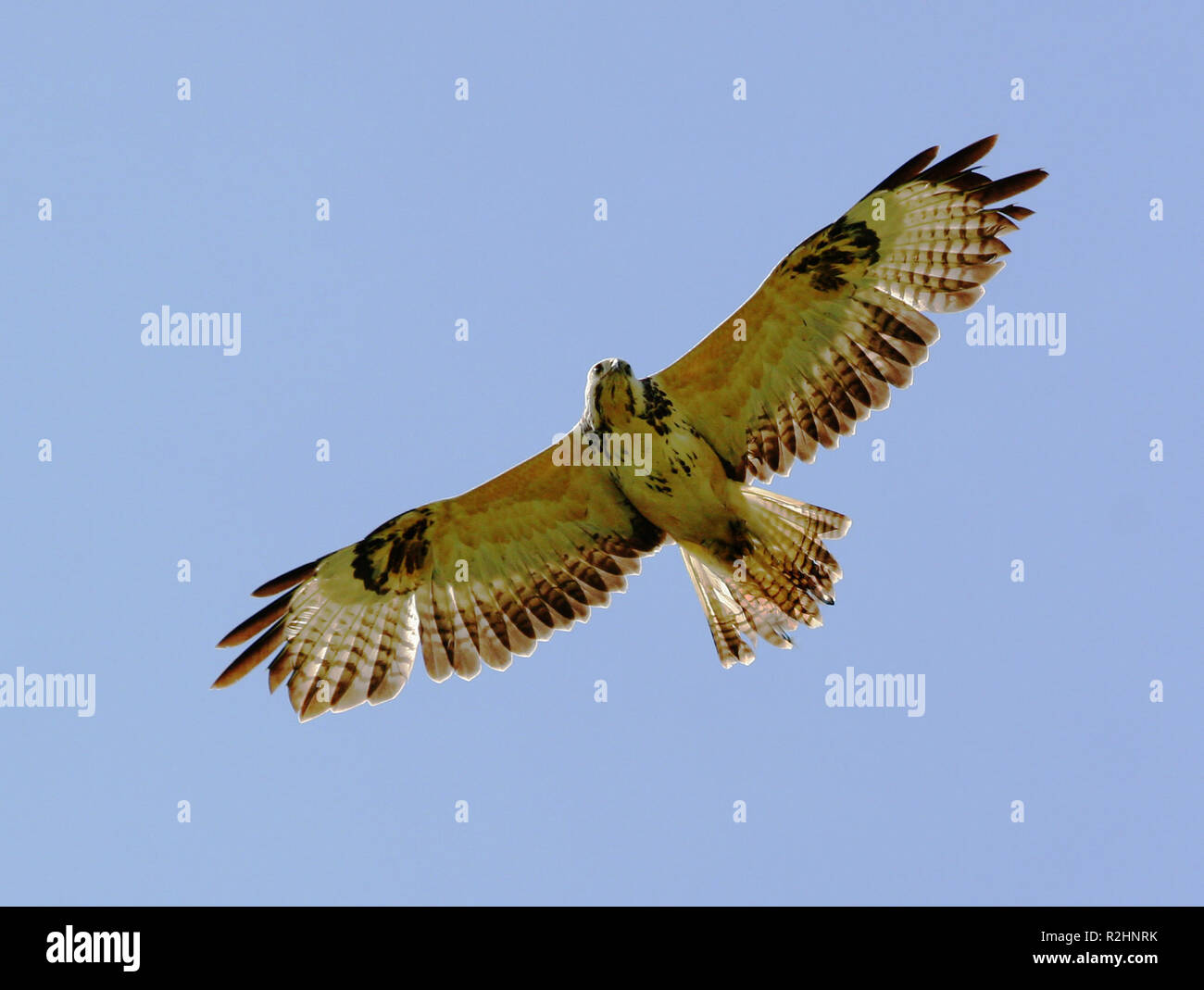 Weißer Bussard Stockfoto