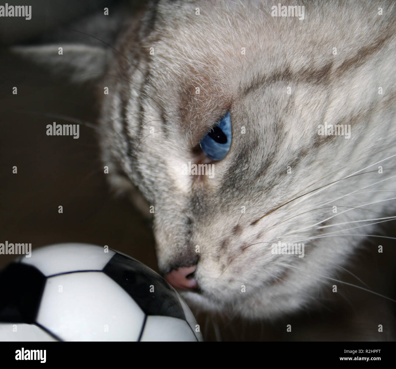 Fußball-Fieber Stockfoto