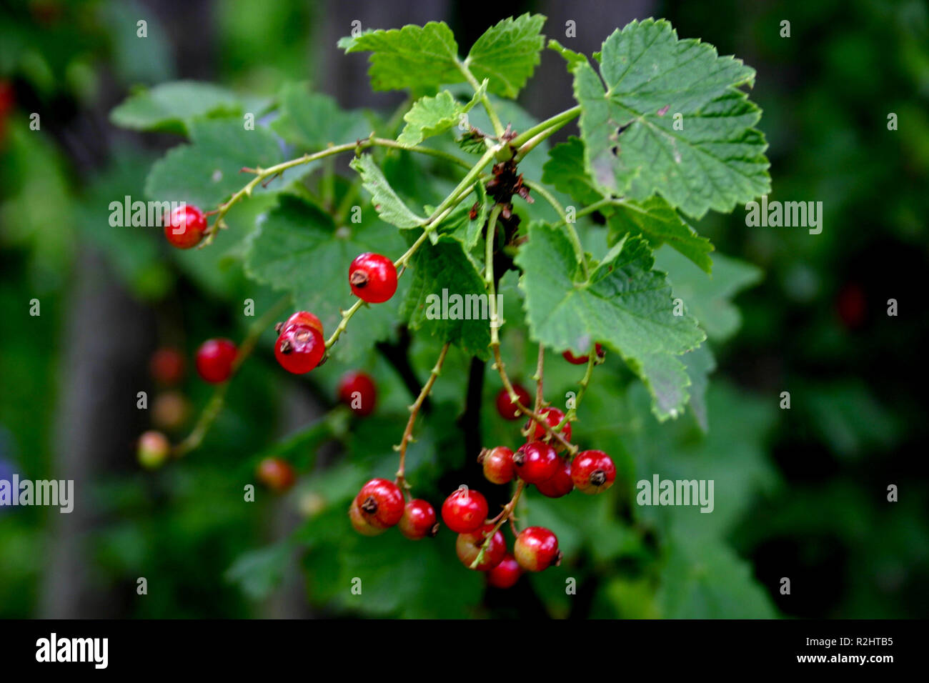 Johannisbeeren Stockfoto