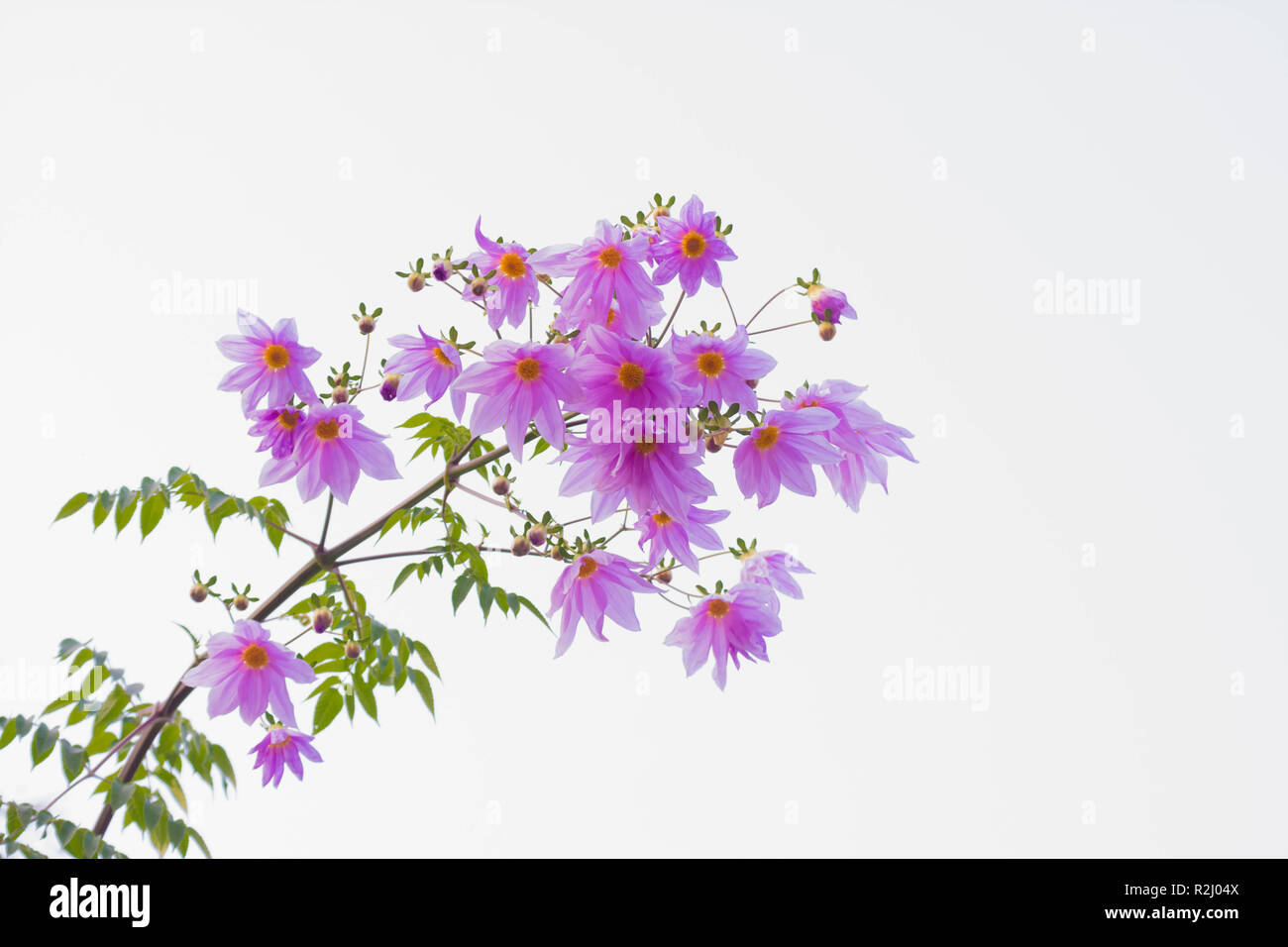 Wunderschöne Blüte rosa Blume ast Baum Dahlia Stockfoto