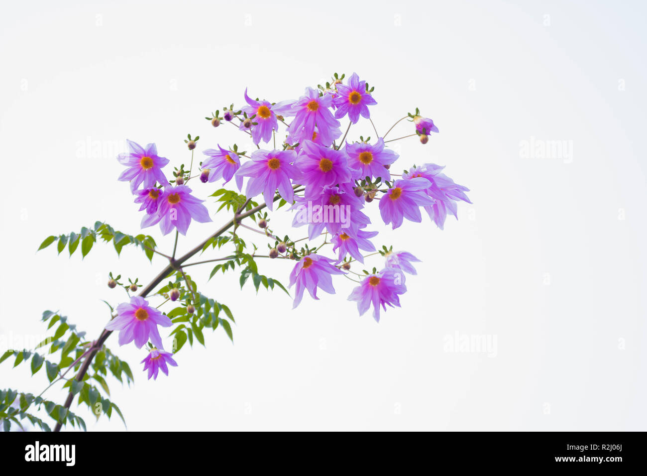 Wunderschöne Blüte rosa Blume ast Baum Dahlia Stockfoto