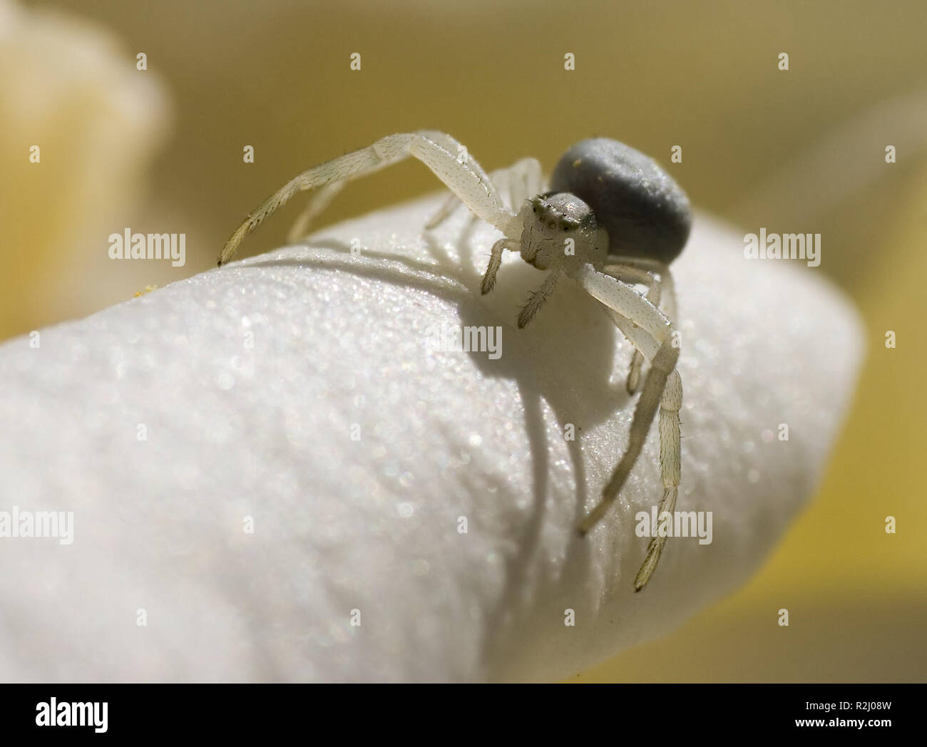 Kleine Spinne Stockfotografie Alamy