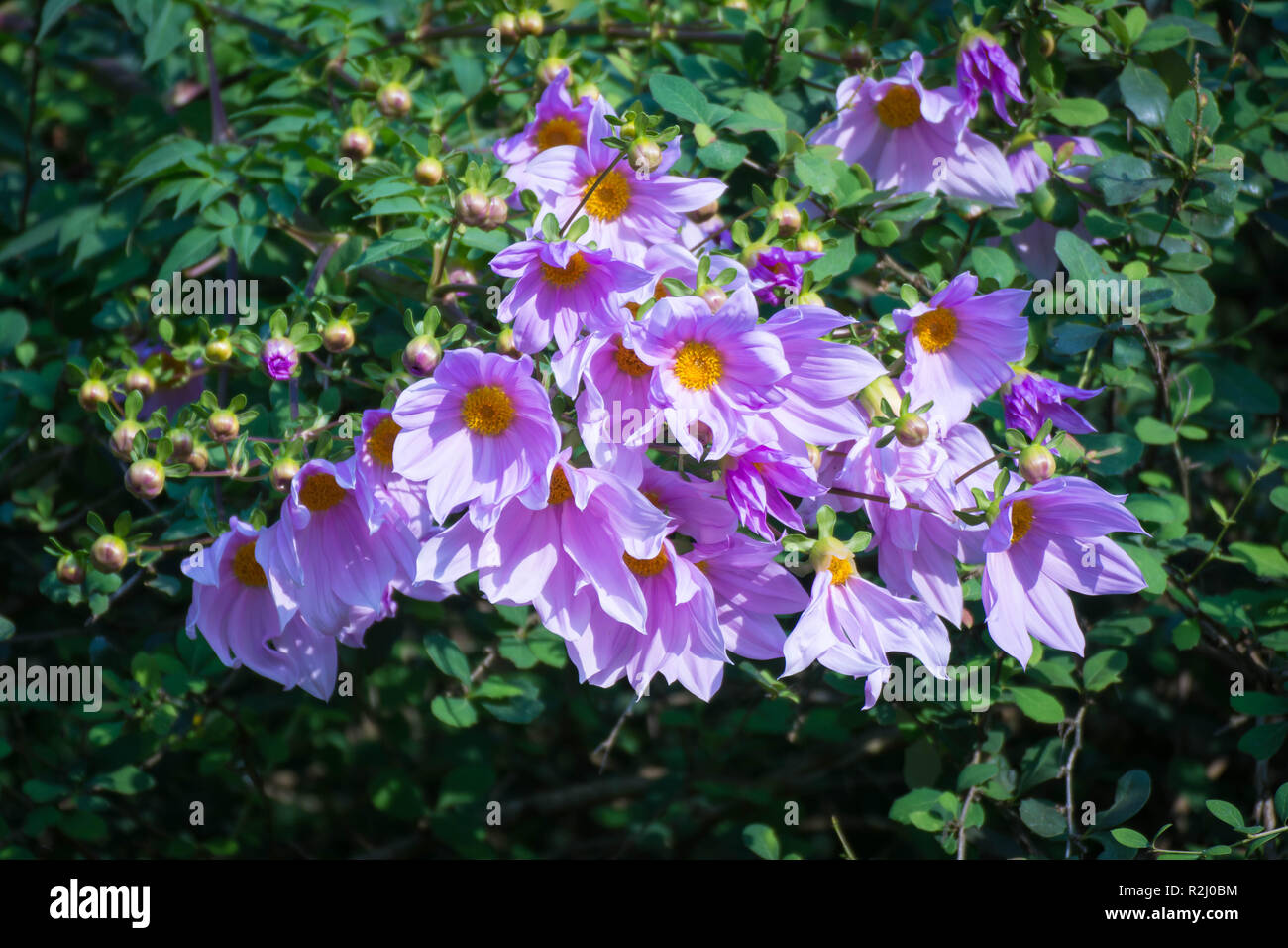Wunderschöne Blüte rosa Blume ast Baum Dahlia Stockfoto