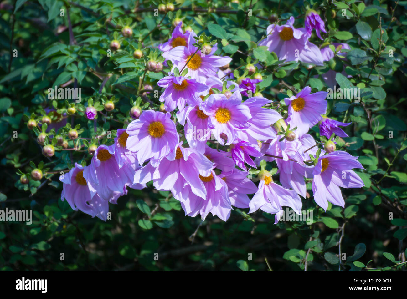 Wunderschöne Blüte rosa Blume ast Baum Dahlia Stockfoto