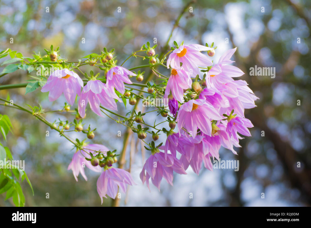 Wunderschöne Blüte rosa Blume ast Baum Dahlia Stockfoto