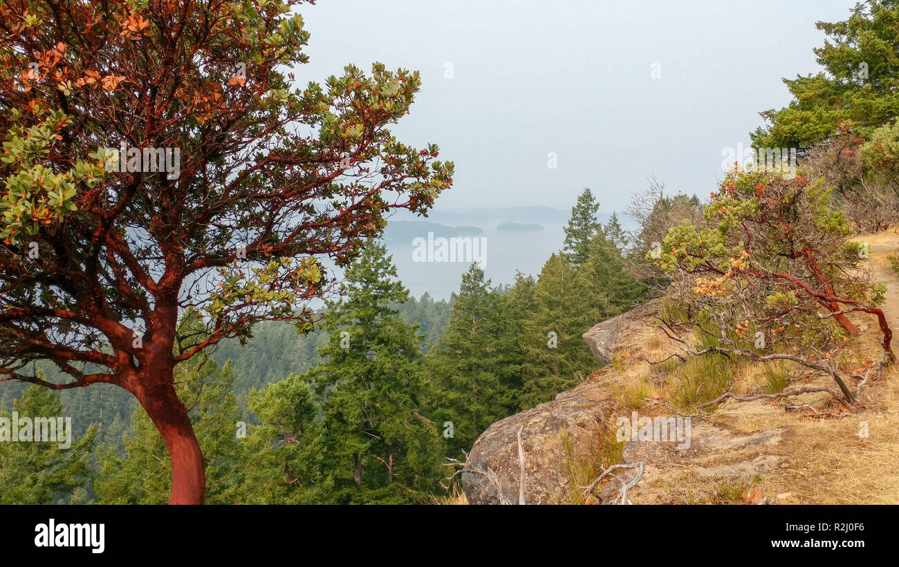 Manzanita Bäume, Galiano Island, British Columbia, Kanada Stockfoto