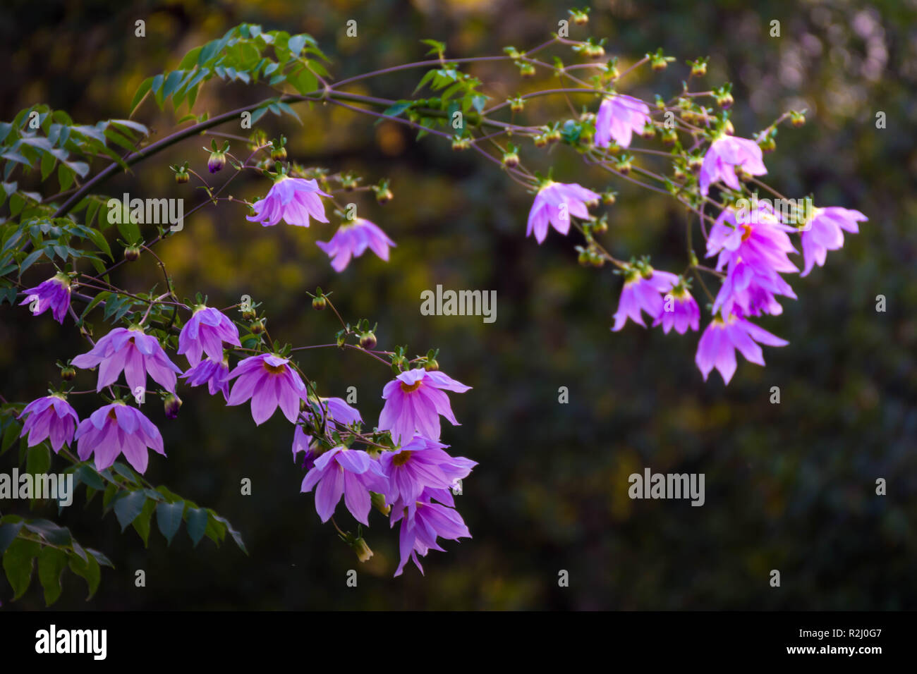 Wunderschöne Blüte rosa Blume ast Baum Dahlia Stockfoto