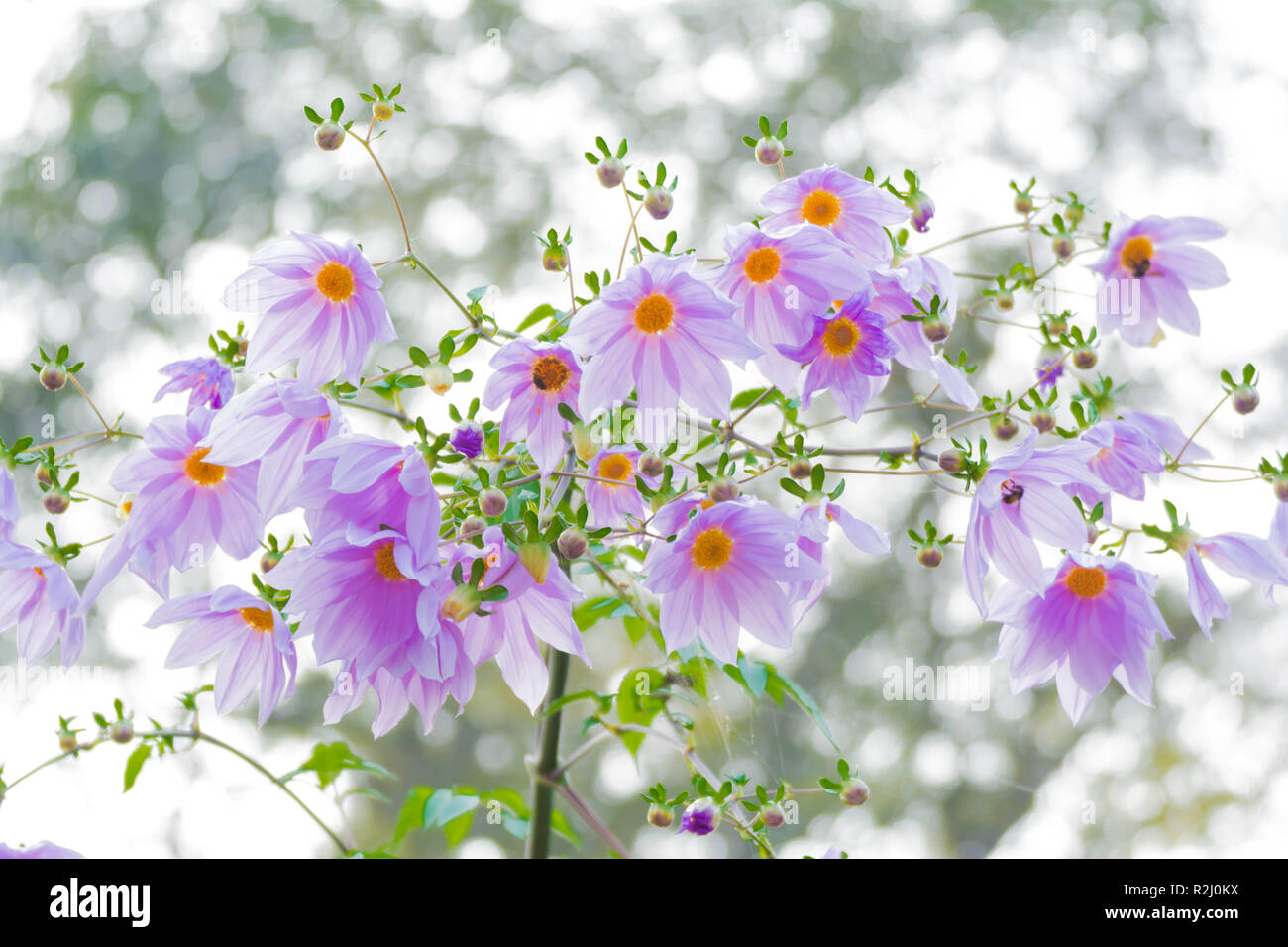 Wunderschöne Blüte rosa Blume ast Baum Dahlia Stockfoto